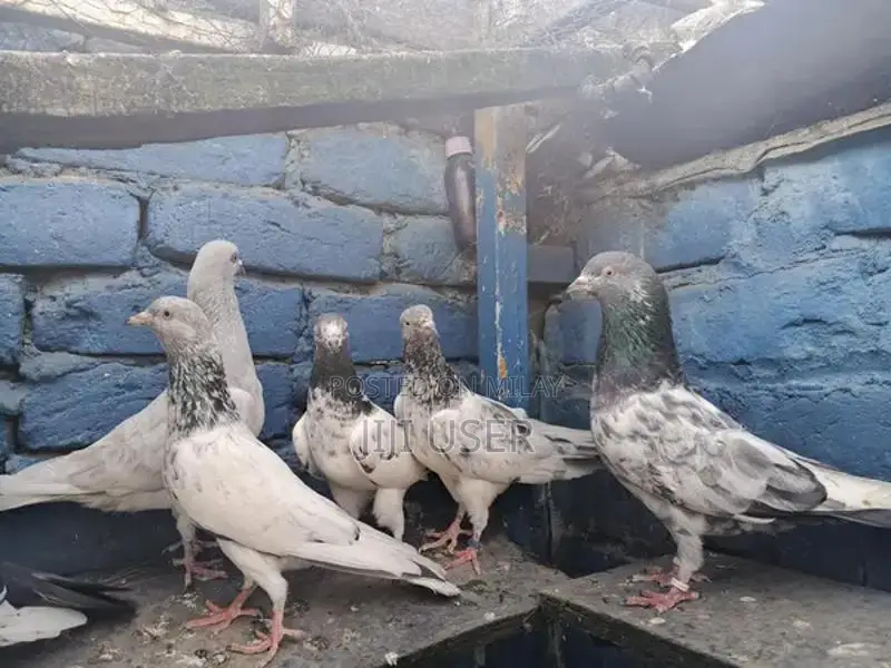 High-Quality Breeder Pigeon for Sale