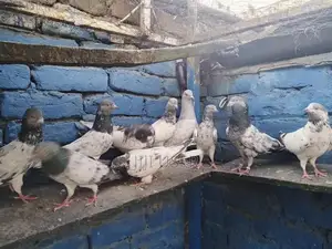 High-Quality Breeder Pigeon for Sale