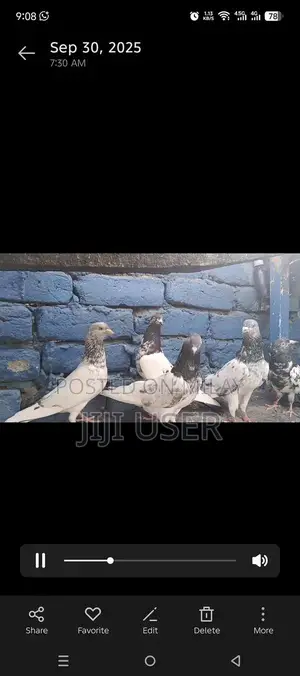High-Quality Breeder Pigeon for Sale