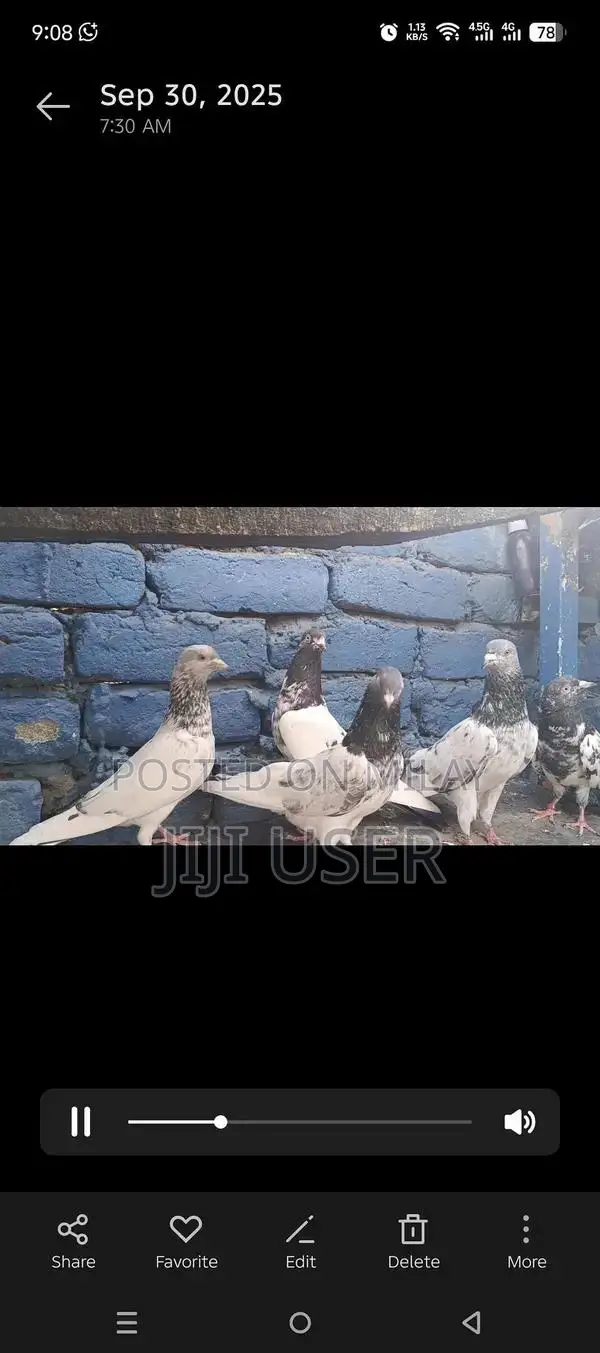 High-Quality Breeder Pigeon for Sale