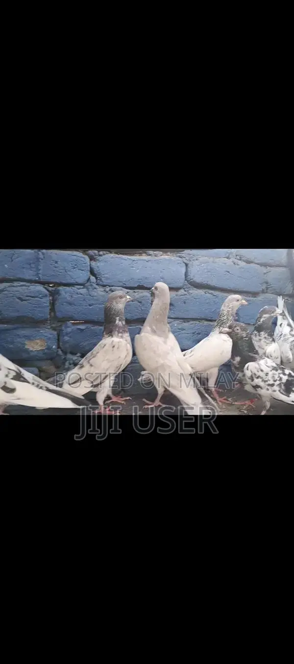 High-Quality Breeder Pigeon for Sale
