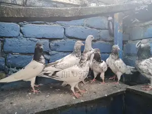 High-Quality Breeder Pigeon for Sale