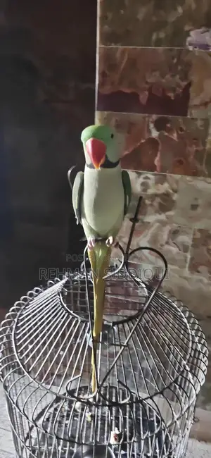 Kashmiri Handmade Traditional Male Garment