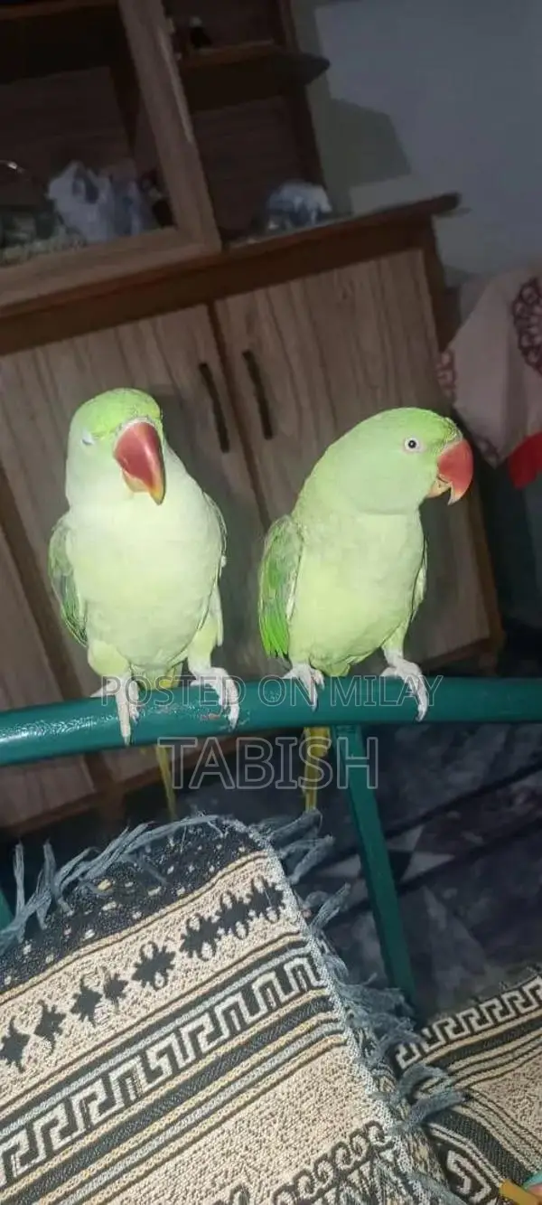 Kashmiri Raw Textile Pair - Stylish Fabric Collection