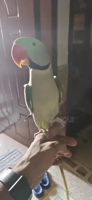 Kashmiri Handmade Traditional Male Garment