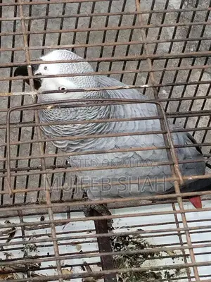 Photo - Male African Gray Parrot - Exotic Pet Bird
