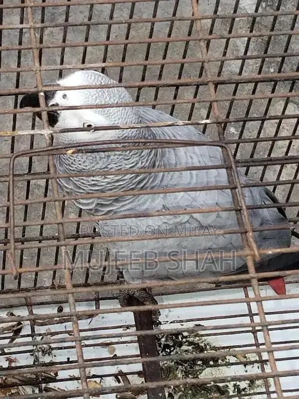 Male African Gray Parrot - Exotic Pet Bird
