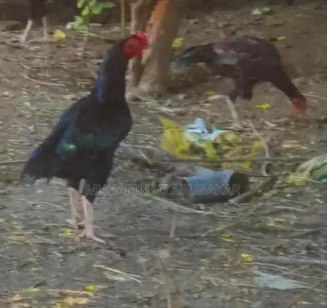 Authentic Aseel Chicken: Premium Quality Poultry Breed