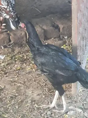 Authentic Aseel Chicken: Premium Quality Poultry Breed