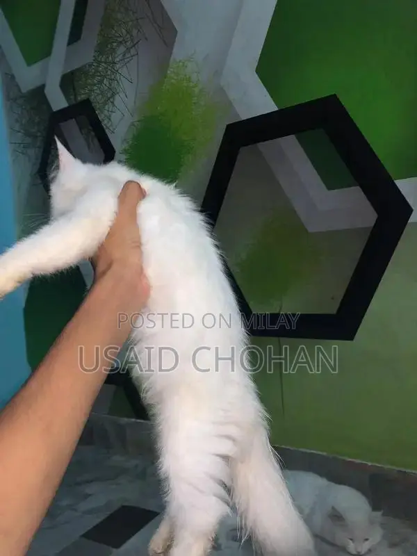 Adorable Litter-Trained Kitten Pair for Sale