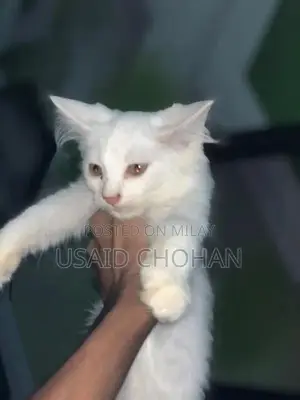 Adorable Litter-Trained Kitten Pair for Sale