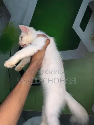 Adorable Litter-Trained Kitten Pair for Sale