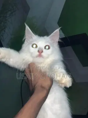 Adorable Litter-Trained Kitten Pair for Sale