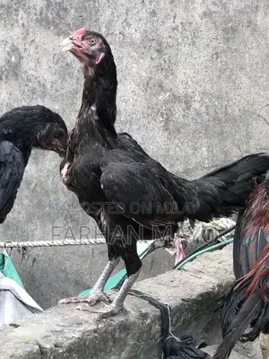 Female Mannequin for Clothing Display and Fashion Retail