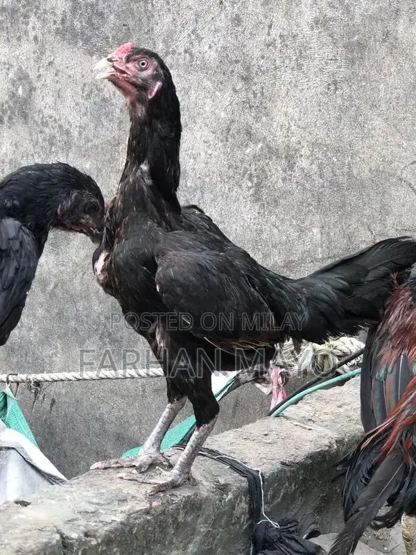 Female Mannequin for Clothing Display and Fashion Retail