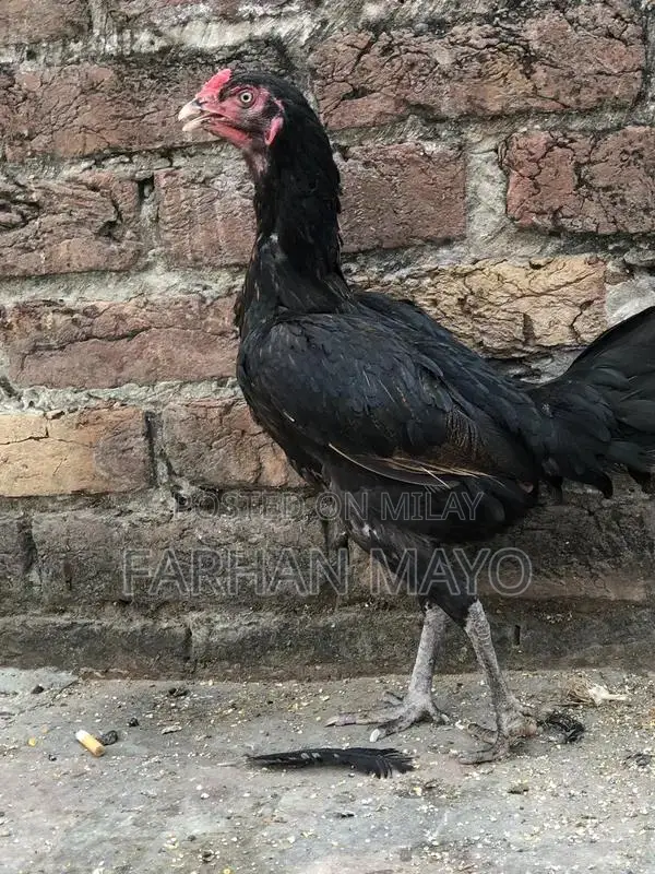 Female Mannequin for Clothing Display and Fashion Retail