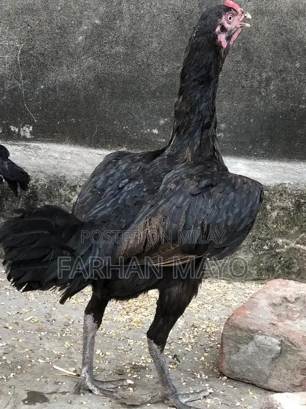 Female Mannequin for Clothing Display and Fashion Retail