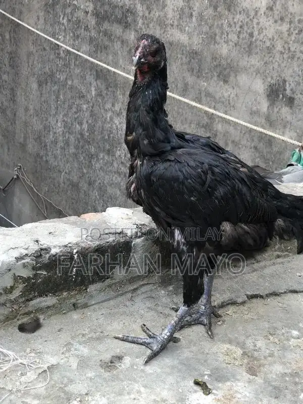 Female Mannequin for Clothing Display and Fashion Retail