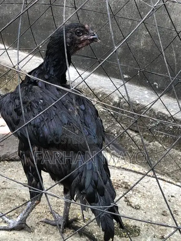 Female Mannequin for Clothing Display and Fashion Retail