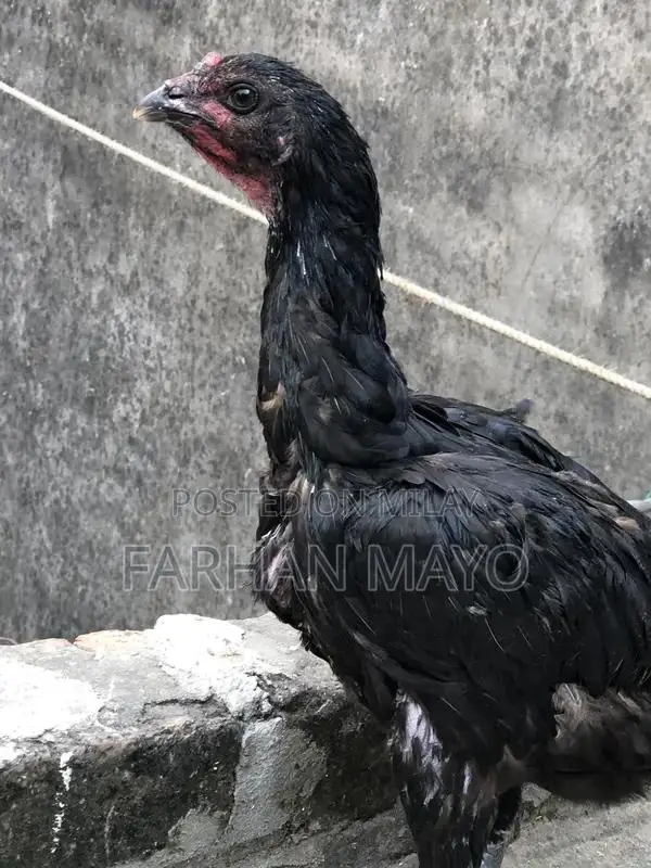 Female Mannequin for Clothing Display and Fashion Retail