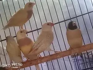 Lady Gouldian Blue Split Female Finch Breeding Stock