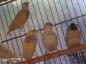 Lady Gouldian Blue Split Female Finch Breeding Stock