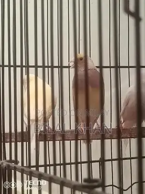 Lady Gouldian Blue Split Female Finch Breeding Stock