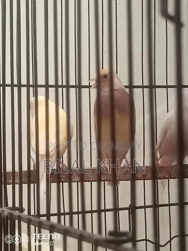 Lady Gouldian Blue Split Female Finch Breeding Stock