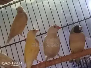 Lady Gouldian Blue Split Female Finch Breeding Stock