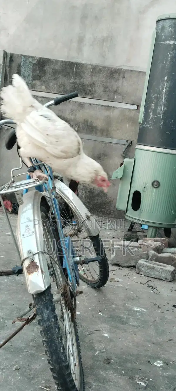 Female Goat for Sale - High-Quality Livestock with Kid