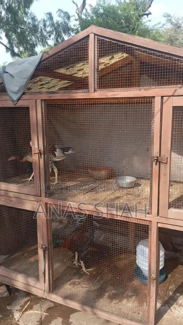 Sturdy Lakri Bird Cage with Double Position Design