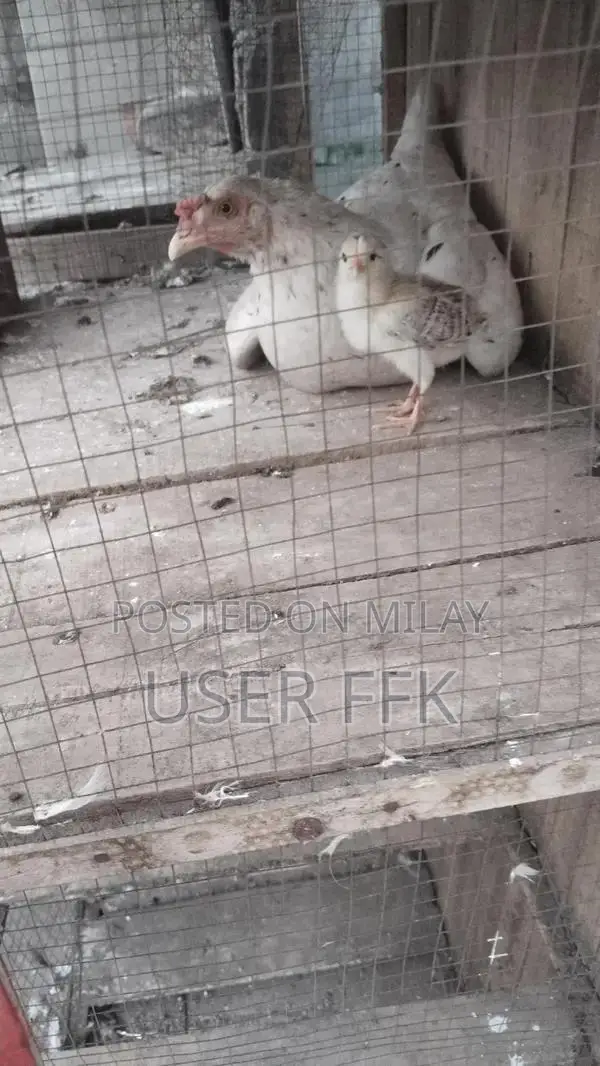 Female Goat for Sale - High-Quality Livestock with Kid