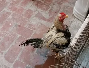 Photo - One Aseel Jawa Male