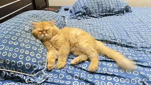 Photo - Young Social Puppy Light Brown Companion