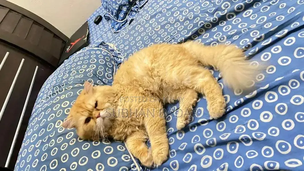 Young Social Puppy Light Brown Companion