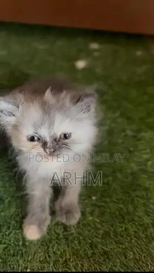 Photo - Adorable Persian Kittens - Grey and Fawn Coat Colors
