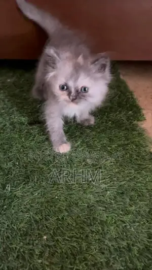 Adorable Persian Kittens - Grey and Fawn Coat Colors