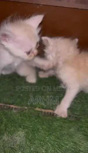 Adorable Persian Kittens - Grey and Fawn Coat Colors