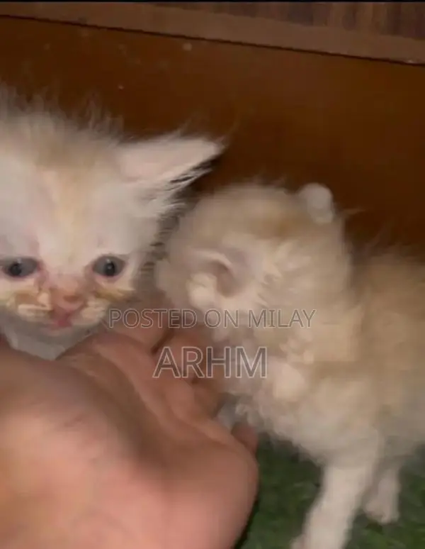 Adorable Persian Kittens - Grey and Fawn Coat Colors