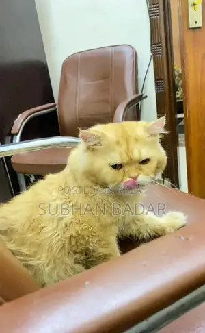 Young Social Puppy Light Brown Companion