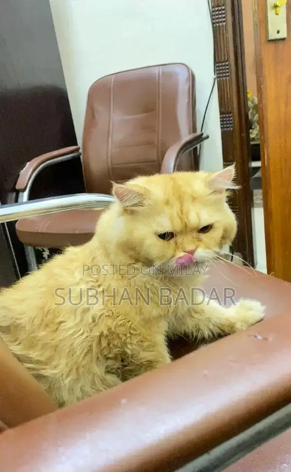 Young Social Puppy Light Brown Companion