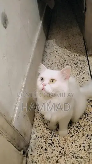 Double Coat Male Cat with Unique Eye Color - Purebred Companion