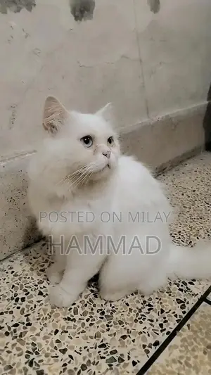 Double Coat Male Cat with Unique Eye Color - Purebred Companion