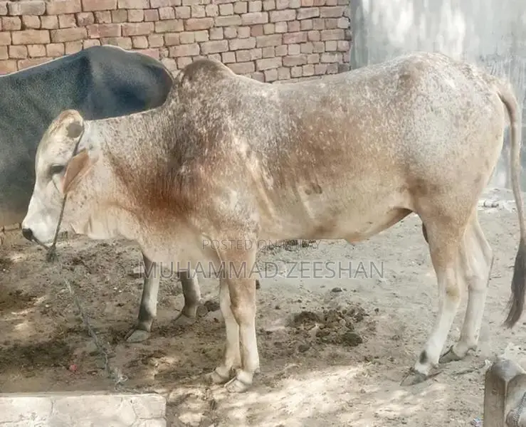 Traditional Desi Bull for Farm and Agricultural Purposes