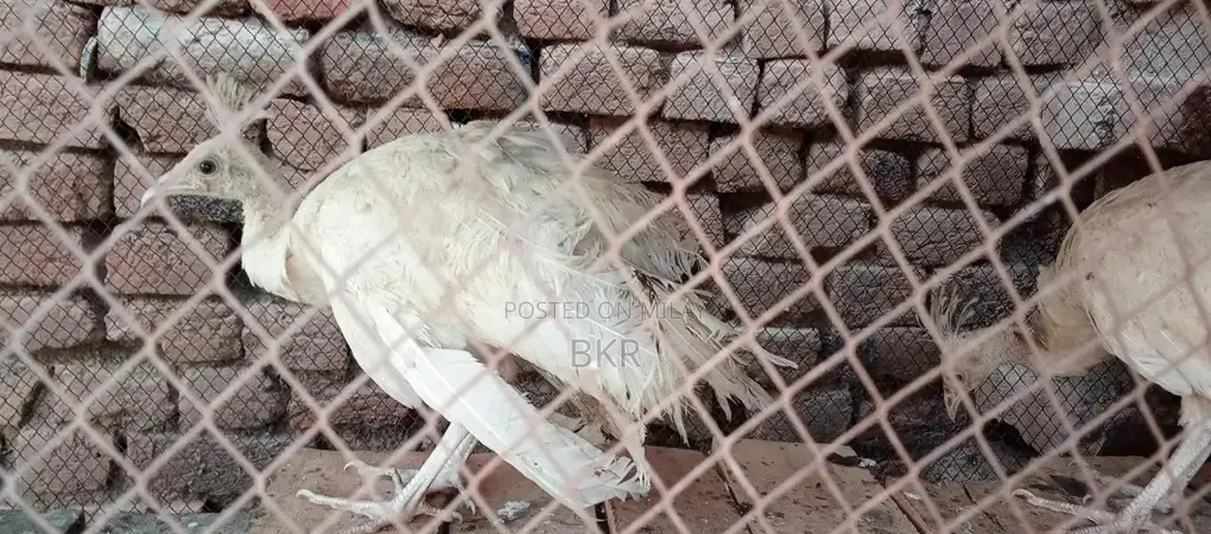 Peacock Feather Decorative Pair