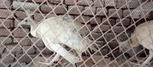 Peacock Feather Decorative Pair