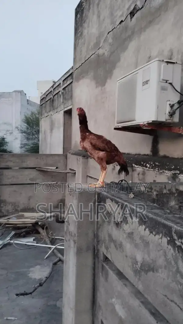 High-Yielding Female Layer Chicken for Sale