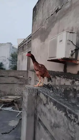 High-Yielding Female Layer Chicken for Sale