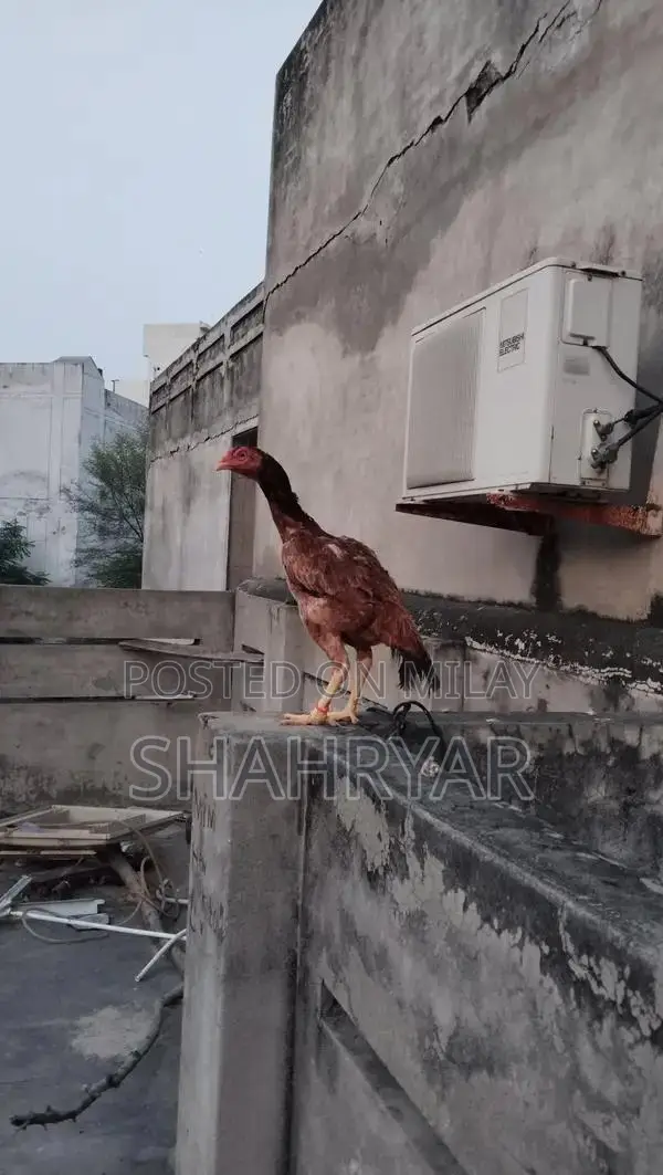 High-Yielding Female Layer Chicken for Sale