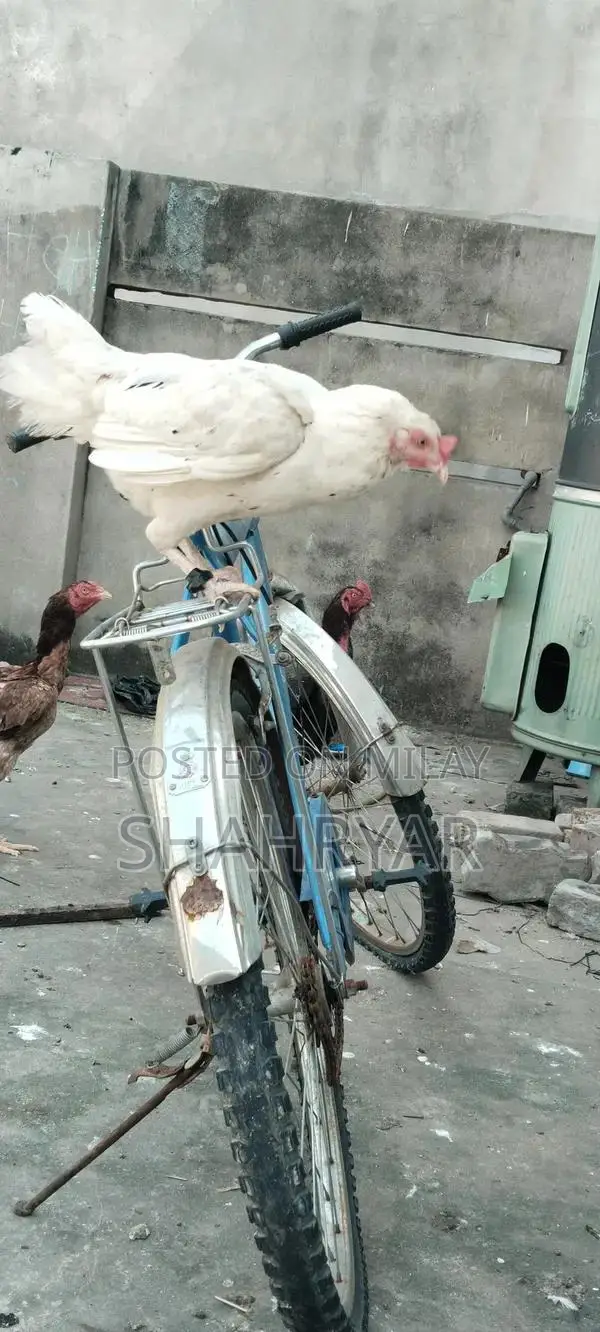 High-Yielding Female Layer Chicken for Sale